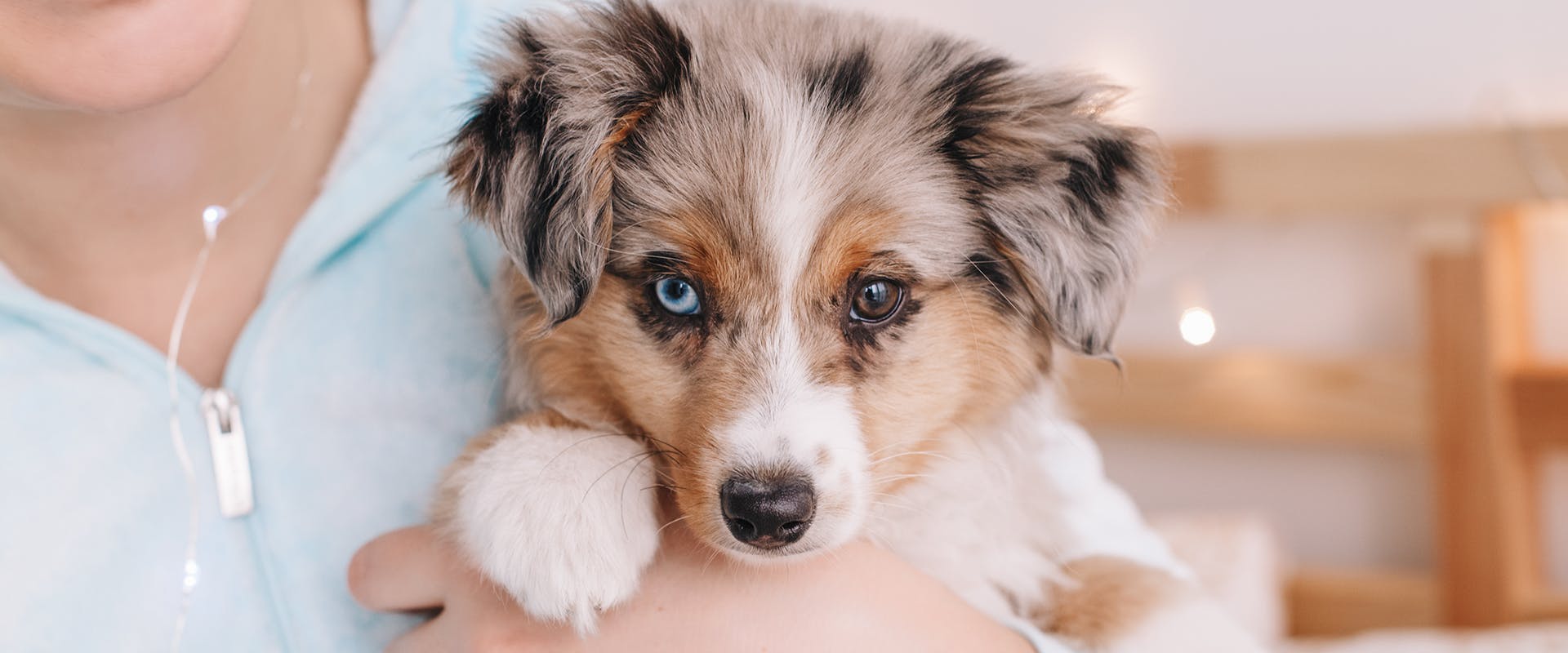 135 Australian Shepherd Names for Your Aussie Pooch